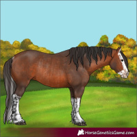 Horse Color:Bay Rabicano  and Bay Splash Rabicano 