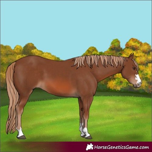 Horse Color:Chestnut 
