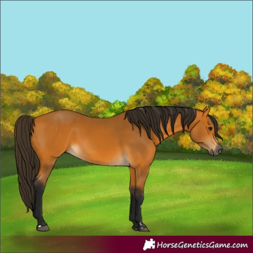 Horse Color:Gray Buckskin