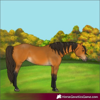 Horse Color:Gray Buckskin 