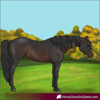 Horse Color:Brown 