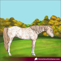 Horse Color:Gold Champagne Pearl Rabicano and Gold Champagne Pearl Appaloosa Rabicano