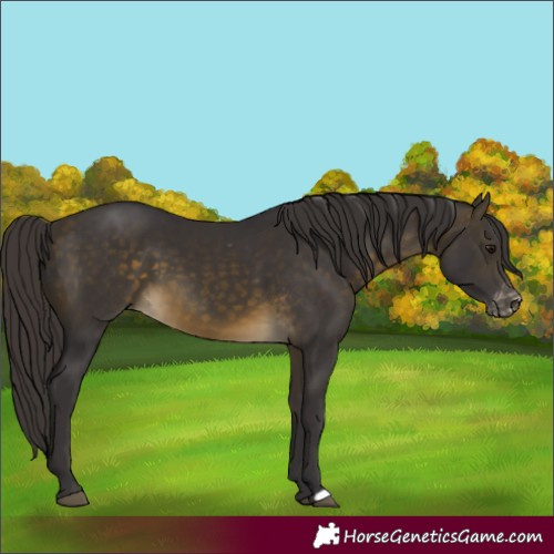 Horse Color:Buckskin Appaloosa