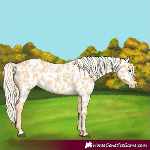 Horse Color:Palomino Appaloosa 