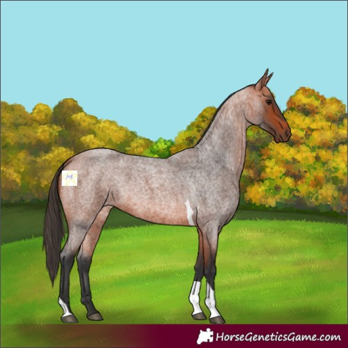 Horse Color:Bay Roan Tobiano 