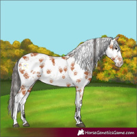 Horse Color:Bay Sabino 