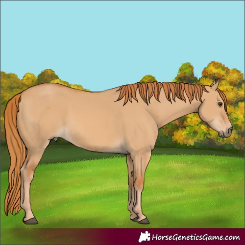 Horse Color:Red Dun 