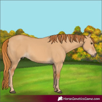 Horse Color:Red Dun 