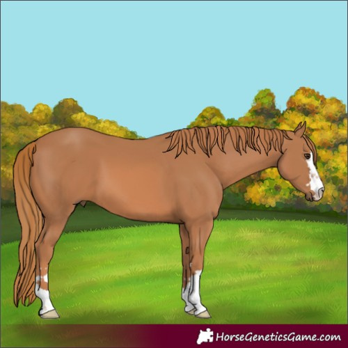 Horse Color:Unknown 