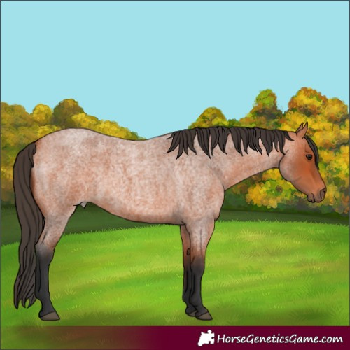 Horse Color:Unknown