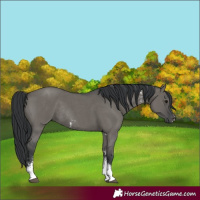 Horse Color:Grullo Sabino Rabicano