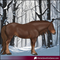 Horse Color:Gray Chestnut 