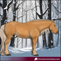 Horse Color:Palomino 