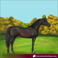 Horse Color:Brown 