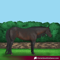 Horse Color:Brown 