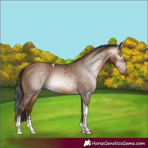 Horse Color:Gray Amber Champagne Tobiano 