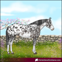 Horse Color:White Spotted Brown Appaloosa 