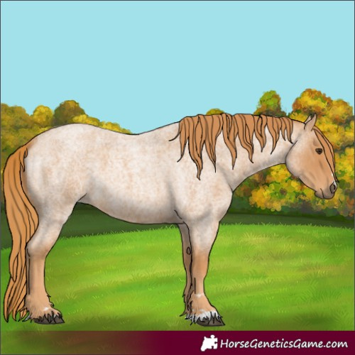 Horse Color:Unknown 