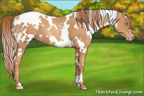 Horse Color:White Spotted Gold Champagne