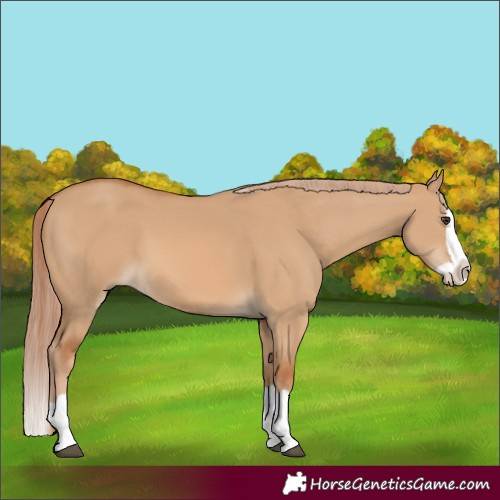 Horse Color:Red Dun Splash