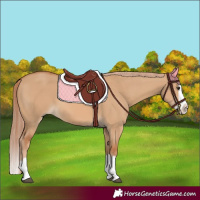 Horse Color:Red Dun Splash 