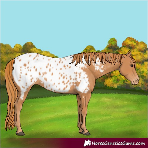 Horse Color:Chestnut Appaloosa 