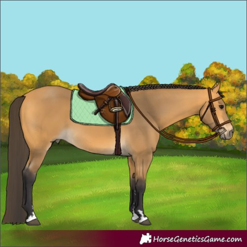 Horse Color:Buckskin 