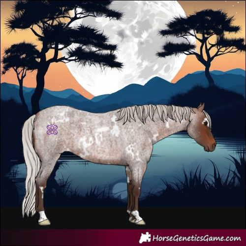 Horse Color:White Spotted Silver Brown Roan 