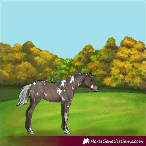 Horse Color:White Spotted Silver Brown Roan 