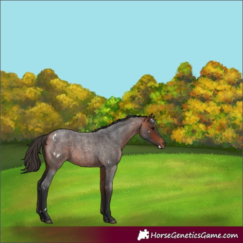 Horse Color:White Spotted Bay Roan 
