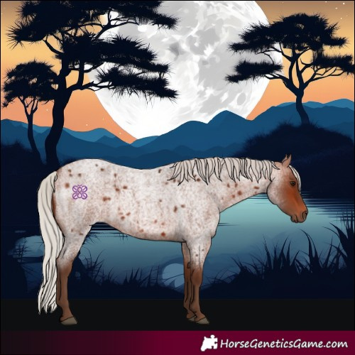 Horse Color:Silver Bay Roan 