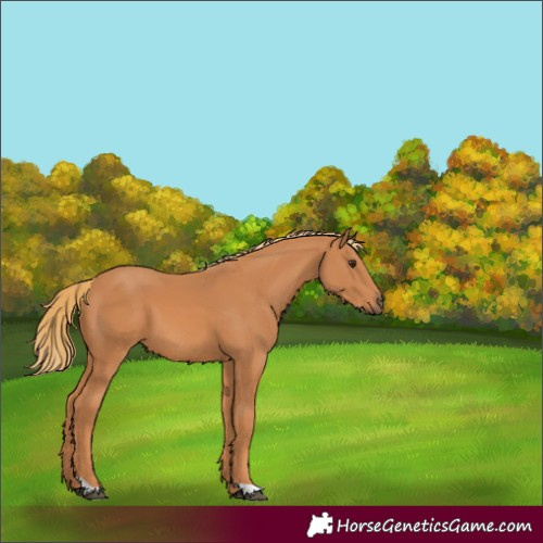 Horse Color:Unknown 