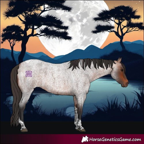Horse Color:Bay Roan Tobiano 