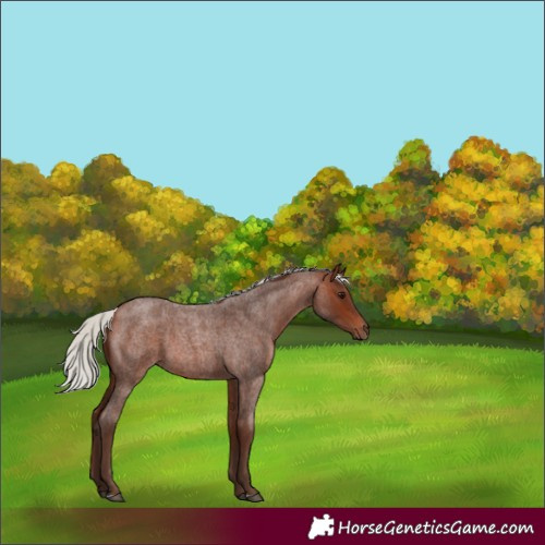 Horse Color:Silver Bay Roan 