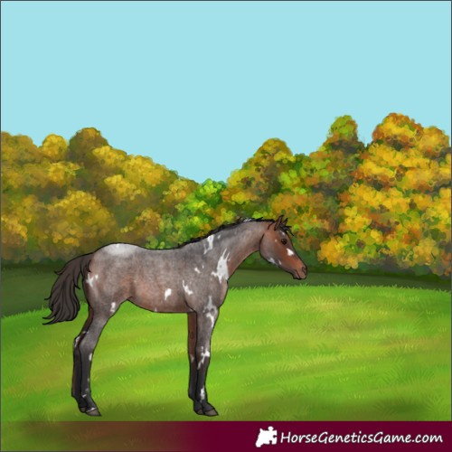 Horse Color:White Spotted Bay Roan 