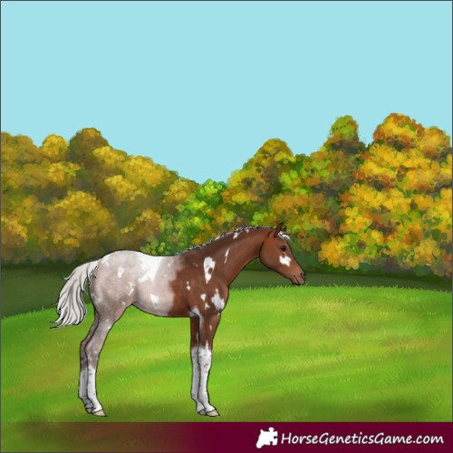 Horse Color:White Spotted Silver Bay Tobiano 
