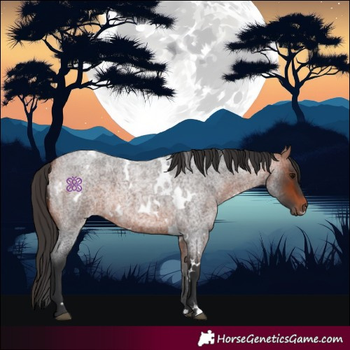 Horse Color:White Spotted Bay Roan 