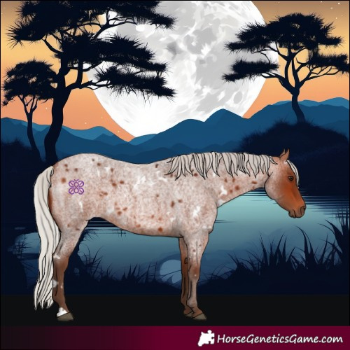 Horse Color:White Spotted Silver Bay Roan 