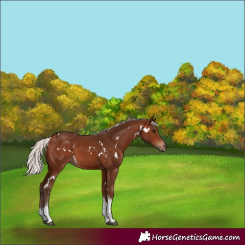 Horse Color:White Spotted Silver Bay Tobiano 