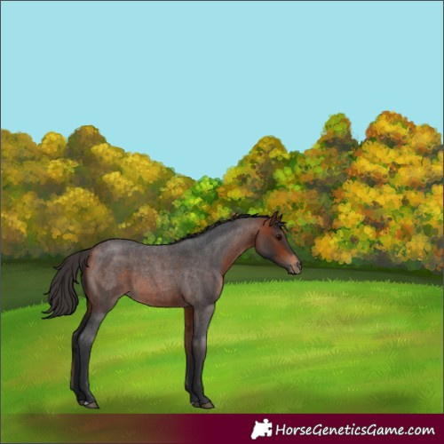 Horse Color:Bay Roan 