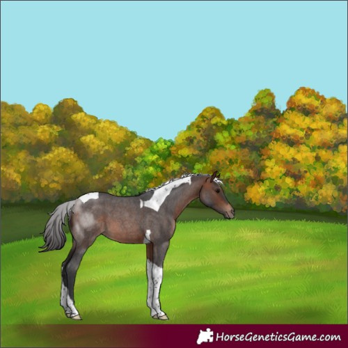 Horse Color:Bay Roan Tobiano 