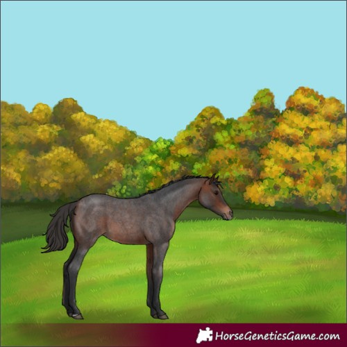 Horse Color:Bay Roan 