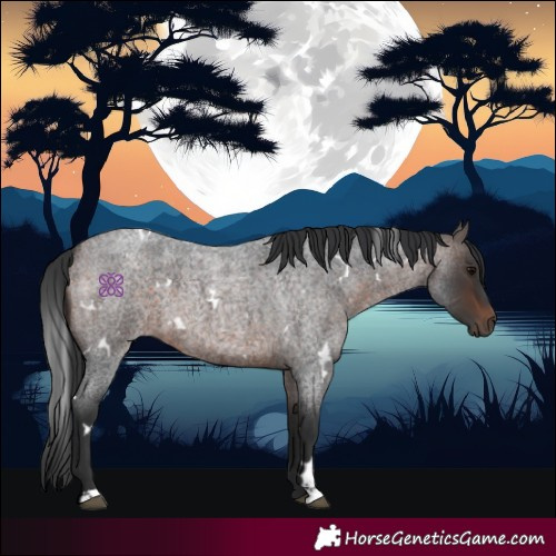 Horse Color:White Spotted Bay Roan 