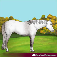 Horse Color:Gray Chestnut 
