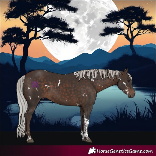 Horse Color:White Spotted Silver Bay Tobiano 