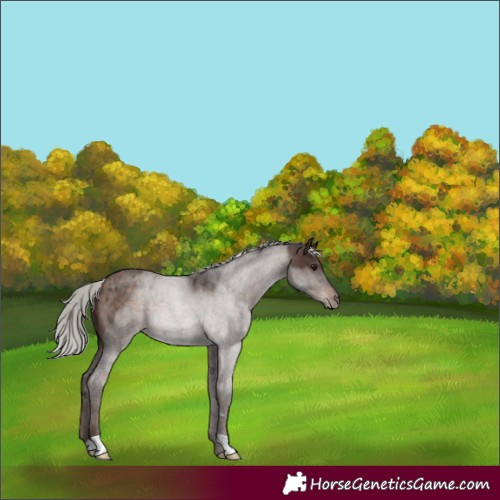 Horse Color:Silver Bay Roan 
