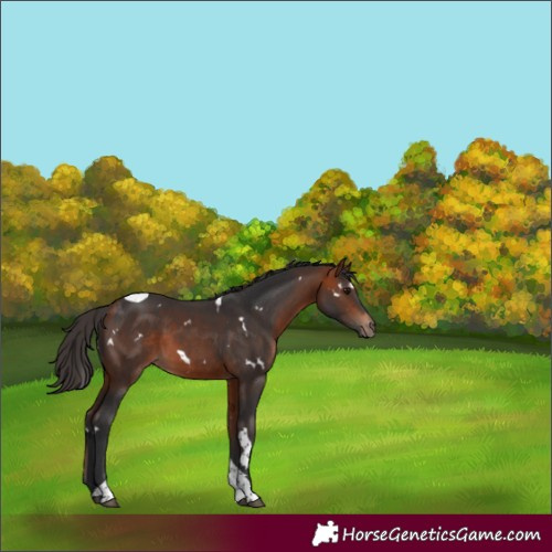 Horse Color:White Spotted Bay Tobiano 