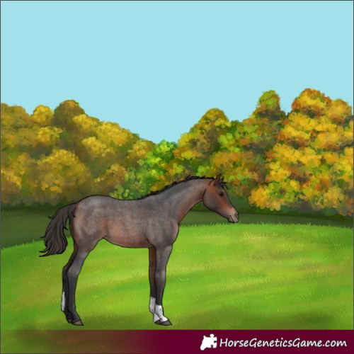 Horse Color:Bay Roan Tobiano 