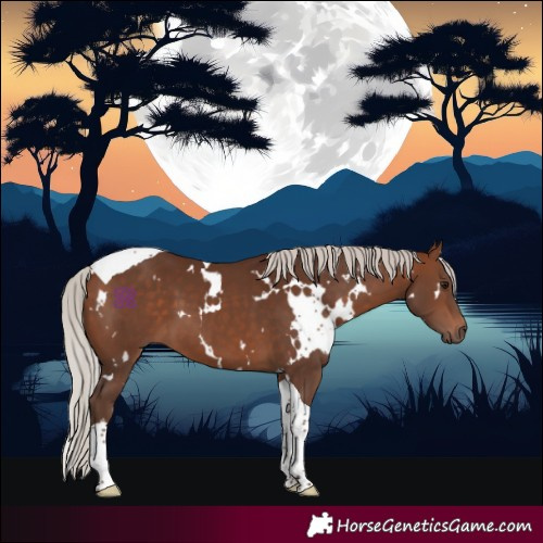 Horse Color:White Spotted Silver Bay Tobiano 