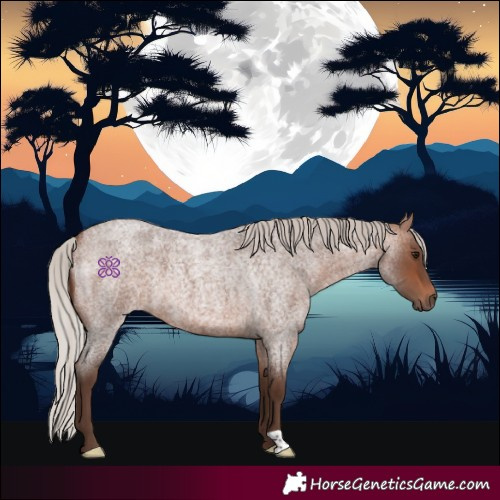 Horse Color:Silver Bay Roan 